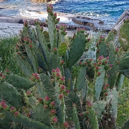 Glaucus Veli Lošinj