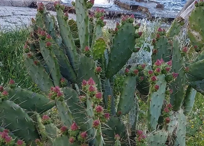 Glaucus Veli Lošinj